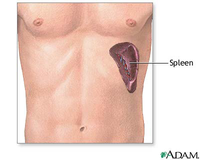 Spleen